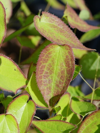 How to grow epimedium How to grow epimedium