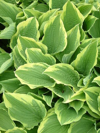 How to grow and get the best from your hostas How to grow and get the best from your hostas