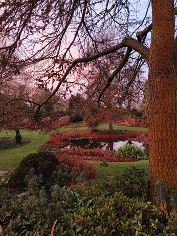 My year as a trainee at Beth Chatto's Plants & Gardens My year as a trainee at Beth Chatto's Plants & Gardens