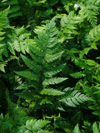 Gardening Dilemmas - Part 5 Gardening Dilemmas - Part 5