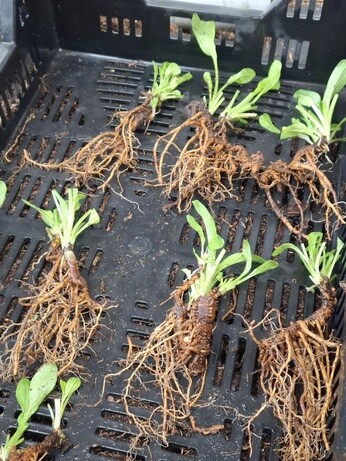 Weekly catch up with garden and propagation Weekly catch up with garden and propagation