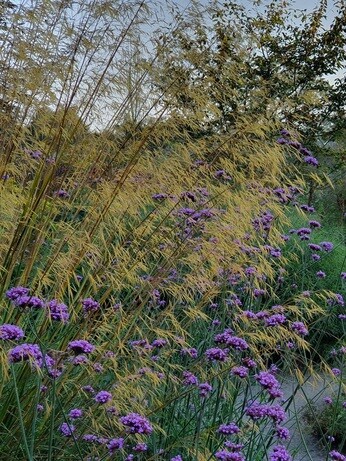 Stipa- How to Grow and Care for Stipa- How to Grow and Care for