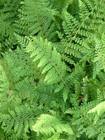 A garden for summer begins in autumn A garden for summer begins in autumn