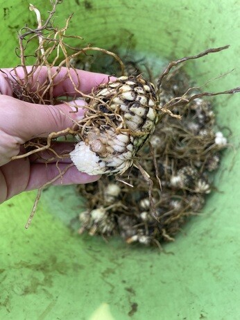 Weekly catch up with garden & propagation Weekly catch up with garden & propagation