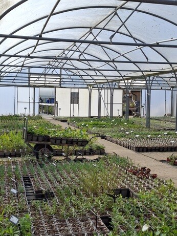 Weekly catch up with garden & propagation Weekly catch up with garden & propagation