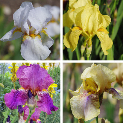 How to grow and care for bearded irises How to grow and care for bearded irises