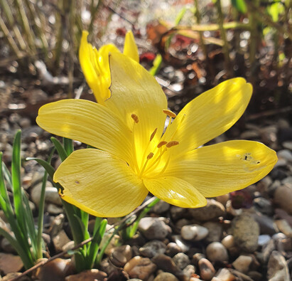 Easy-to-grow autumn bulbs and corms for naturalised drifts of colour Easy-to-grow autumn bulbs and corms for naturalised drifts of colour