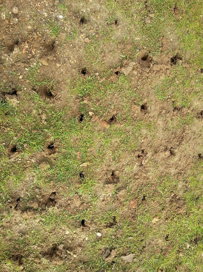 Aerating your lawn Aerating your lawn