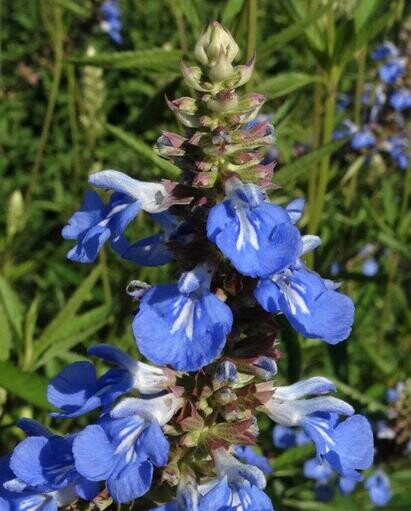 Ten top plants to bring wildlife into your garden Ten top plants to bring wildlife into your garden