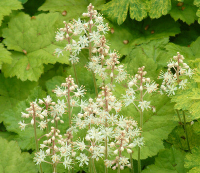 Some of our favourite plants for spring Some of our favourite plants for spring