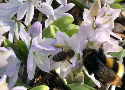 The most bee-friendly early spring plants The most bee-friendly early spring plants