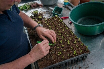 Plants from Beth's Garden to yours! Plants from Beth's Garden to yours!