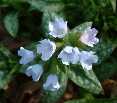 Some of our favourite plants for spring Some of our favourite plants for spring
