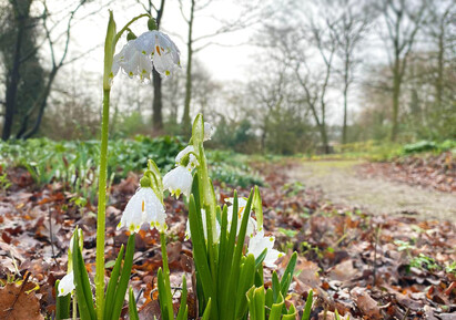 The most bee-friendly early spring plants The most bee-friendly early spring plants