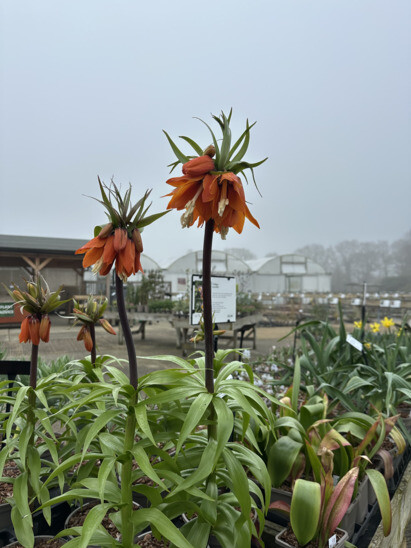 Weekly catch up with garden & propagation Weekly catch up with garden & propagation