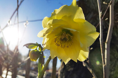 The most bee-friendly early spring plants The most bee-friendly early spring plants
