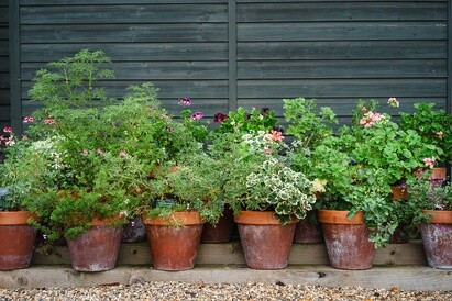This week with the garden team- late May This week with the garden team- late May