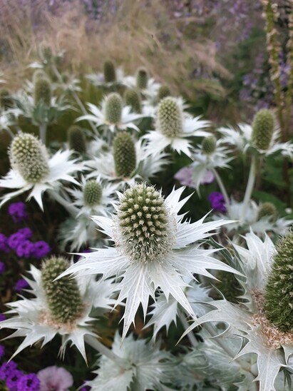 The 21 best self-seeders in Beth's Gravel Garden The 21 best self-seeders in Beth's Gravel Garden