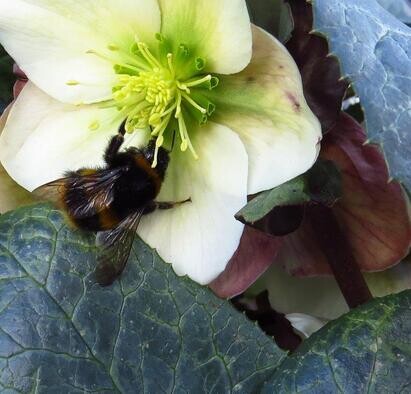 Ten top plants to bring wildlife into your garden Ten top plants to bring wildlife into your garden