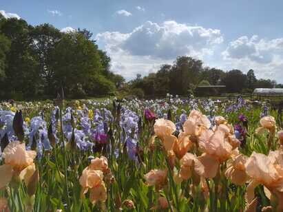 How to grow and care for bearded irises How to grow and care for bearded irises
