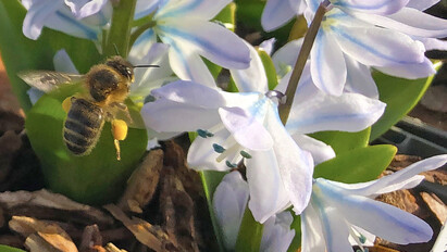 The most bee-friendly early spring plants The most bee-friendly early spring plants
