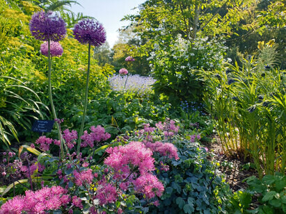 Plant combination ideas in May Plant combination ideas in May