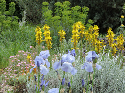 How to grow and care for bearded irises How to grow and care for bearded irises