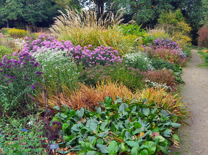 Perennials for Great Autumn Colour Perennials for Great Autumn Colour