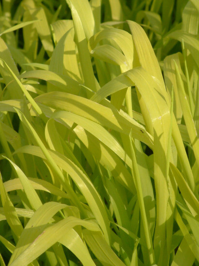 Some of our favourite plants for spring Some of our favourite plants for spring