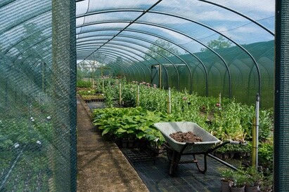 Plants from Beth's Garden to yours! Plants from Beth's Garden to yours!