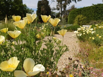 The 21 best self-seeders in Beth's Gravel Garden The 21 best self-seeders in Beth's Gravel Garden