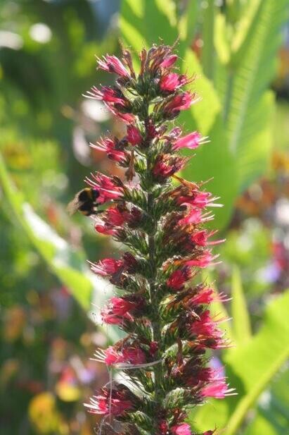 Ten top plants to bring wildlife into your garden Ten top plants to bring wildlife into your garden