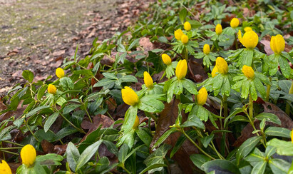 The most bee-friendly early spring plants The most bee-friendly early spring plants