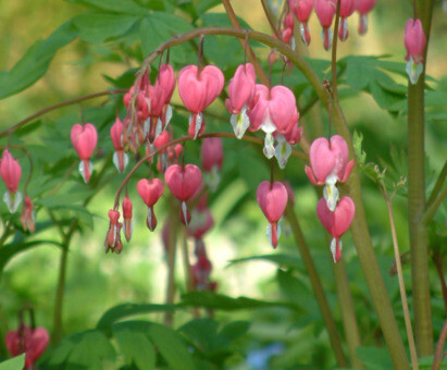 Some of our favourite plants for spring Some of our favourite plants for spring