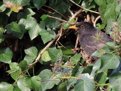 Ten top plants to bring wildlife into your garden Ten top plants to bring wildlife into your garden