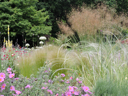 Stipa- How to Grow and Care for Stipa- How to Grow and Care for