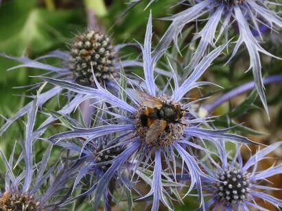 Ten top plants to bring wildlife into your garden Ten top plants to bring wildlife into your garden
