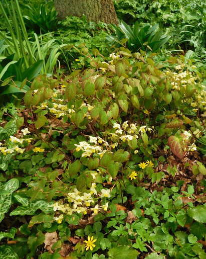 Some of our favourite plants for spring Some of our favourite plants for spring