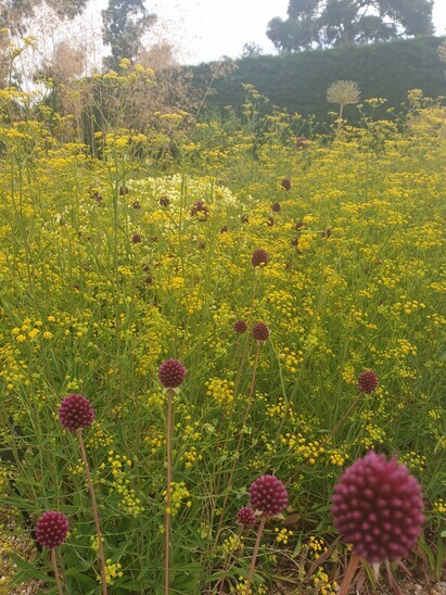 The 21 best self-seeders in Beth's Gravel Garden The 21 best self-seeders in Beth's Gravel Garden