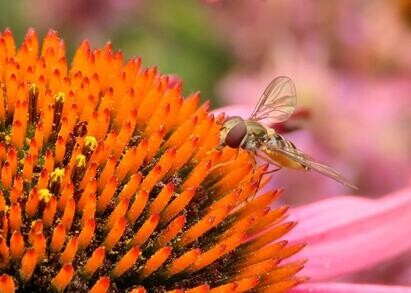Ten top plants to bring wildlife into your garden Ten top plants to bring wildlife into your garden