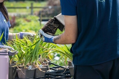 Plants from Beth's Garden to yours! Plants from Beth's Garden to yours!