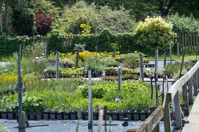 Plants from Beth's Garden to yours! Plants from Beth's Garden to yours!