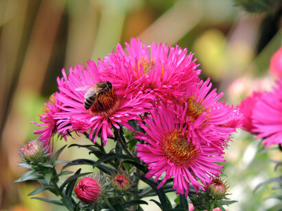 Year-round pollinator plant menu Year-round pollinator plant menu