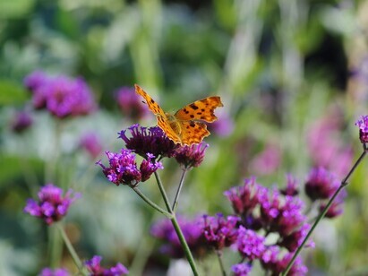 Year-round pollinator plant menu Year-round pollinator plant menu