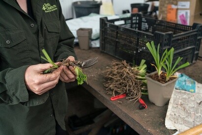 Plants from Beth's Garden to yours! Plants from Beth's Garden to yours!