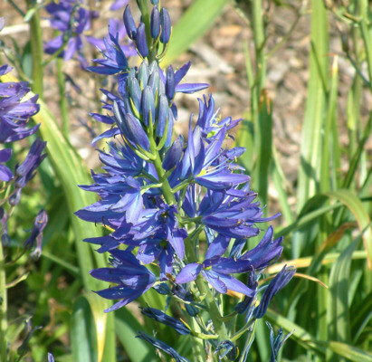Some of our favourite plants for spring Some of our favourite plants for spring