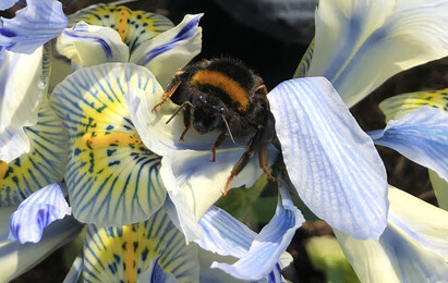 The most bee-friendly early spring plants The most bee-friendly early spring plants