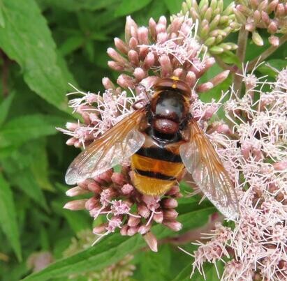 Ten top plants to bring wildlife into your garden Ten top plants to bring wildlife into your garden
