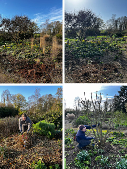 Weekly catch up with garden & propagation Weekly catch up with garden & propagation