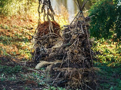 Favourite winter seedheads for wildlife Favourite winter seedheads for wildlife